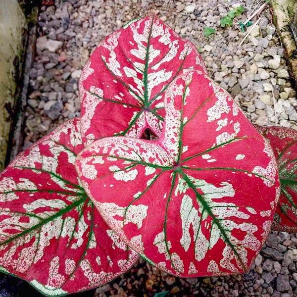 Caladium THE ONLY ONE