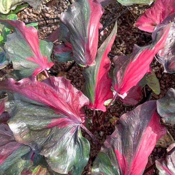 Caladium NANG RAKSA