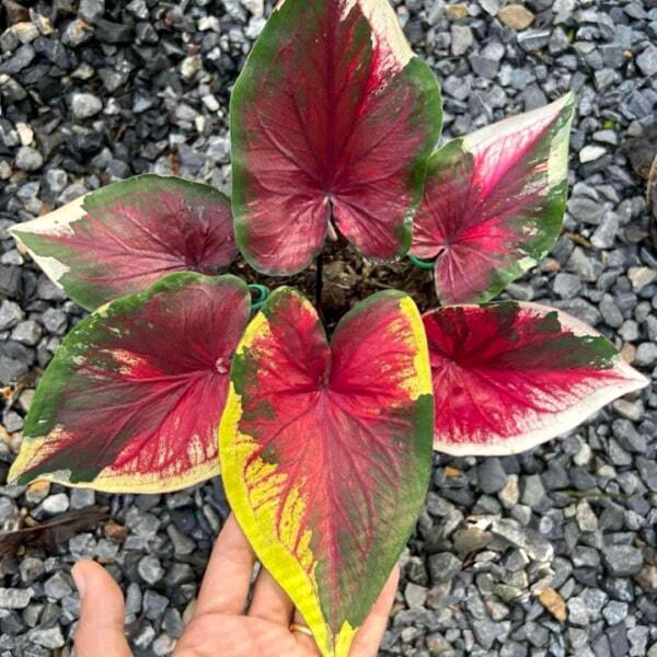 Caladium RAK OEI Ð I LOVE YOU