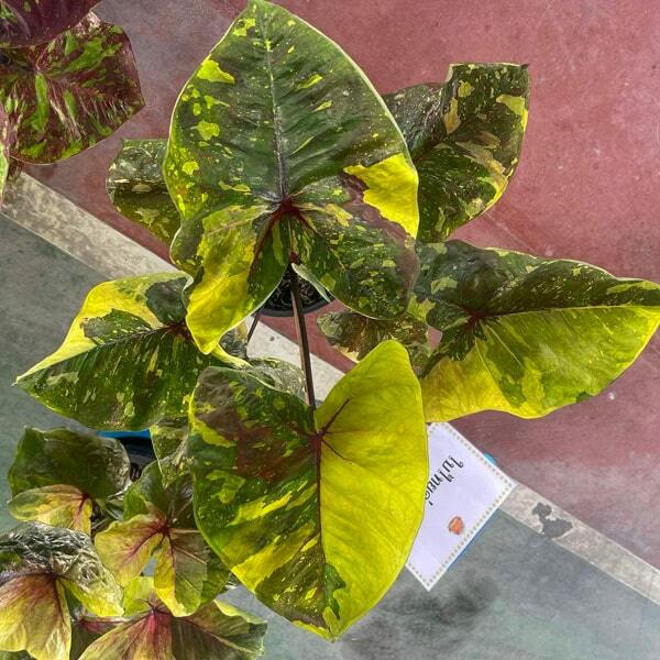 Caladium GOLDEN GREEN