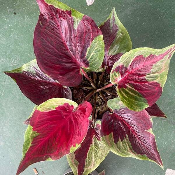 Caladium LEGACY
