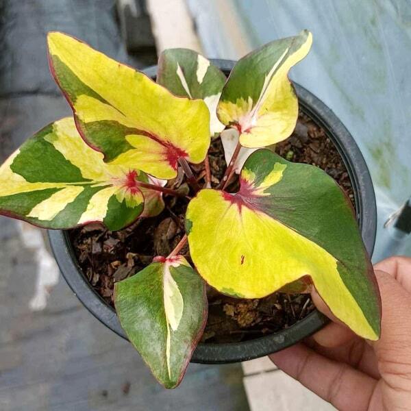 Caladium THEWA APHIRAK