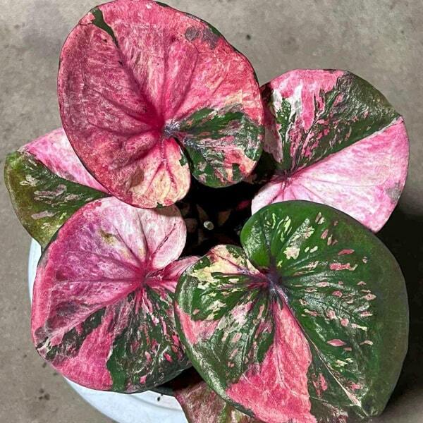 Caladium SAB MANGKHANG Ð WEALTH