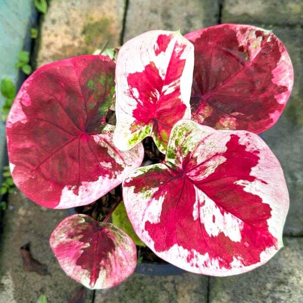 Caladium THEPPHAGAN WELA