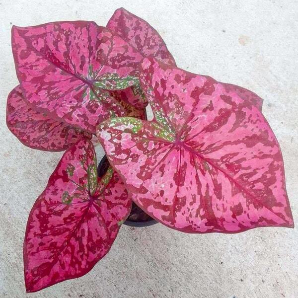 Caladium UENG SIAM