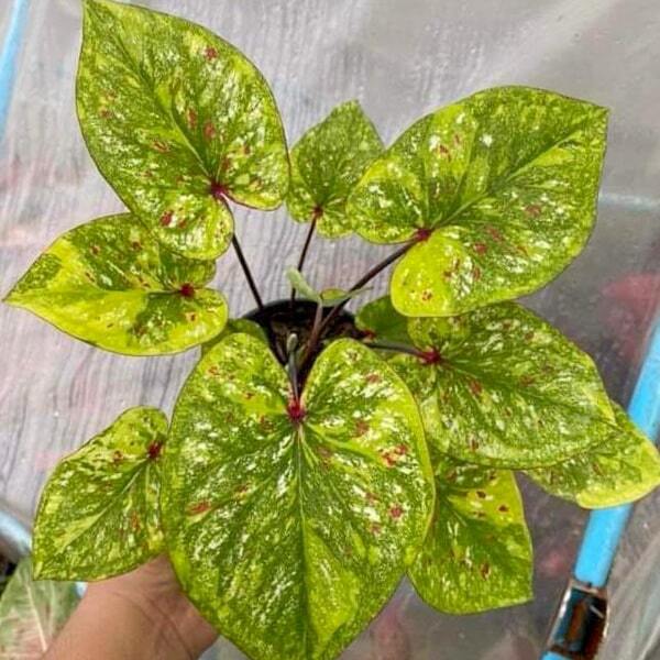 Caladium PHON PHUTTA