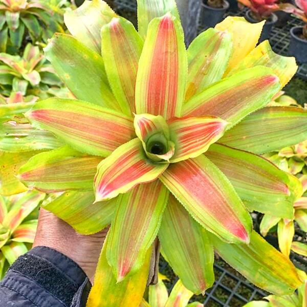 Neoregelia CANVEY CARNIVAL