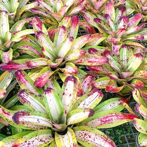 Neoregelia CHILI CON CARNE