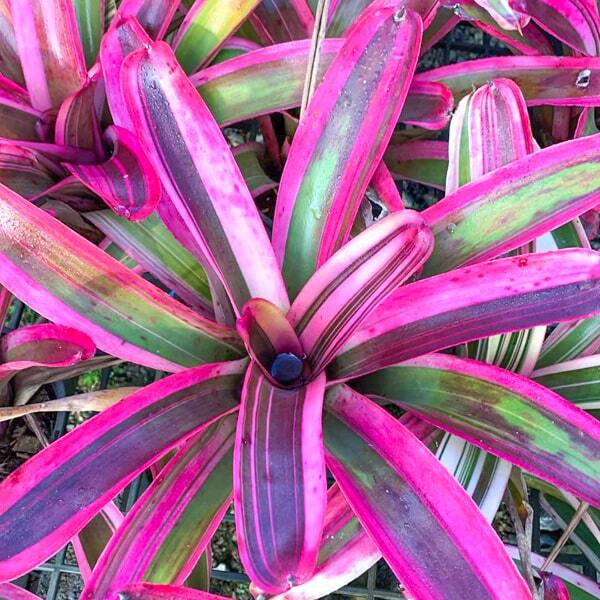 Neoregelia CRUENTA HYB