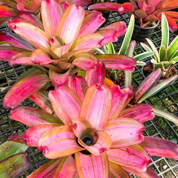 Neoregelia KNOCKOUT