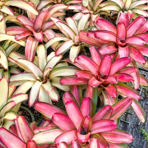 Neoregelia LORENA LECTOR