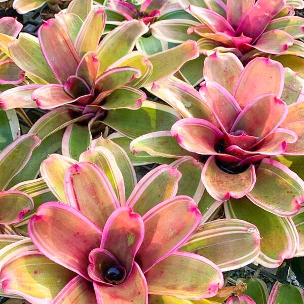 Neoregelia LUCKY CHARM