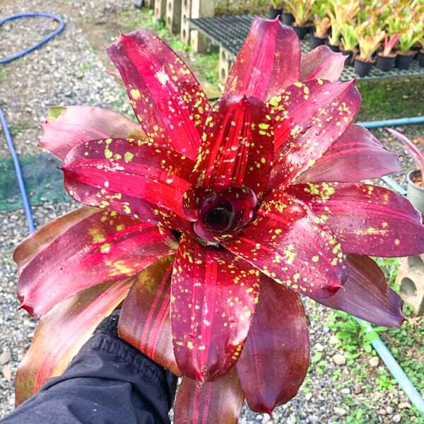 Neoregelia MARMORATA HYB