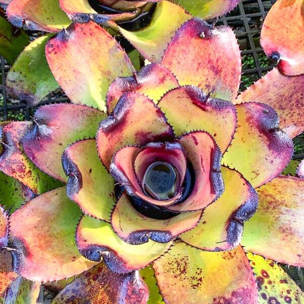 Neoregelia NELSON X GIANT