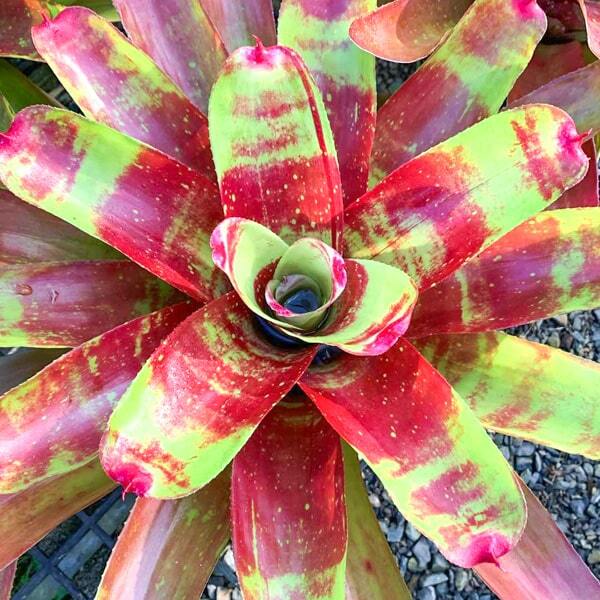 Neoregelia RING OF FIRE