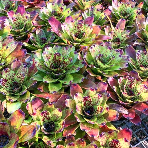 Neoregelia SUPER CUTE