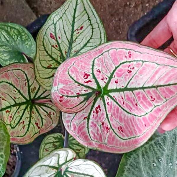 Caladium 000
