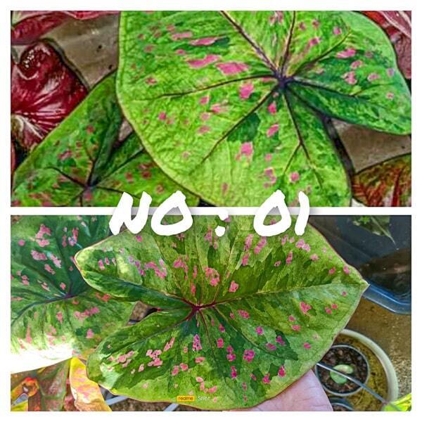 Caladium 001