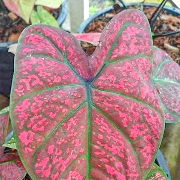 Caladium 002