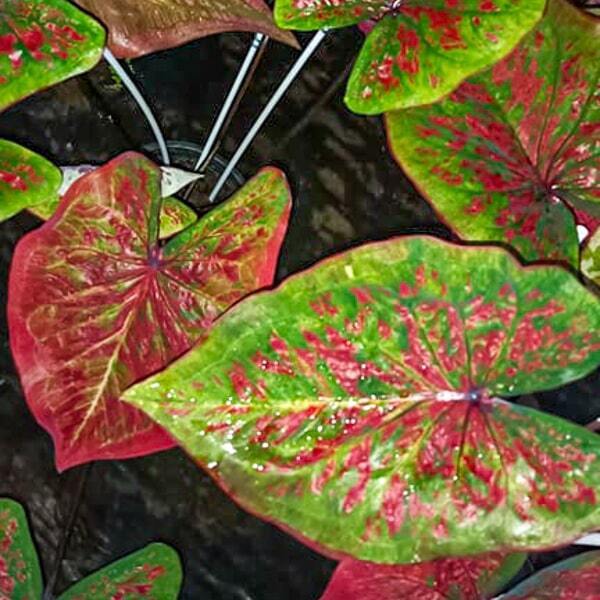 Caladium 003