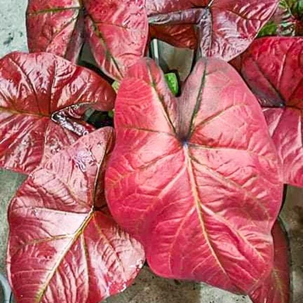 Caladium 006