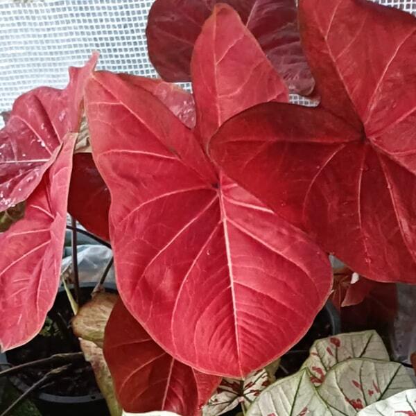 Caladium 007