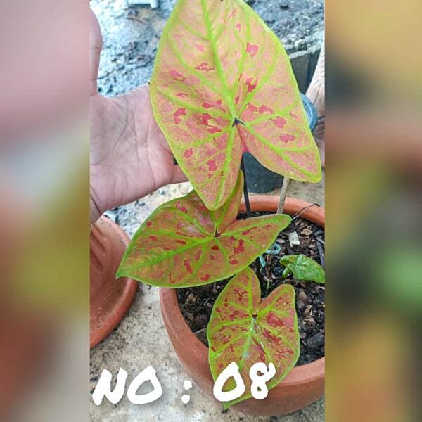 Caladium 008