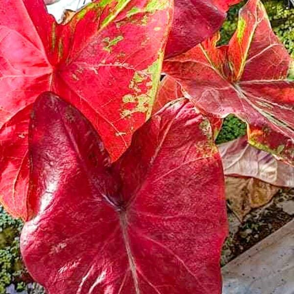 Caladium 009