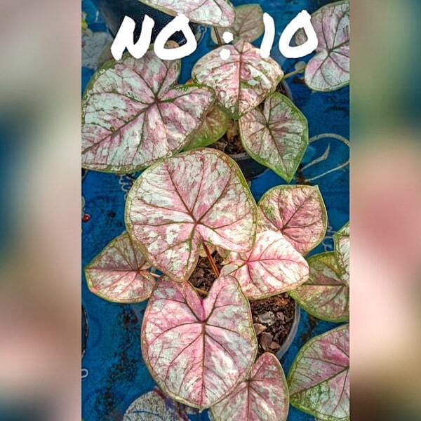 Caladium 010