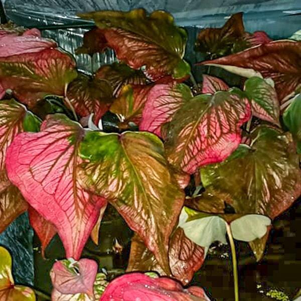 Caladium 111