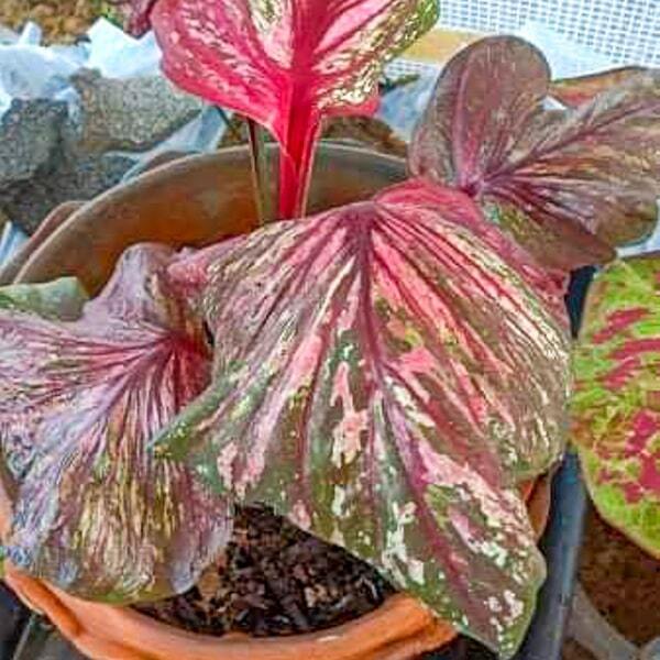 Caladium 333
