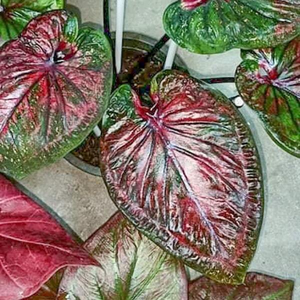 Caladium 444