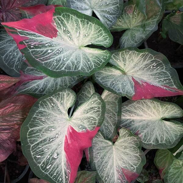 Caladium 555