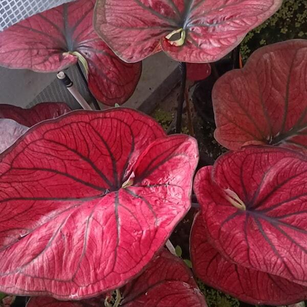 Caladium 666