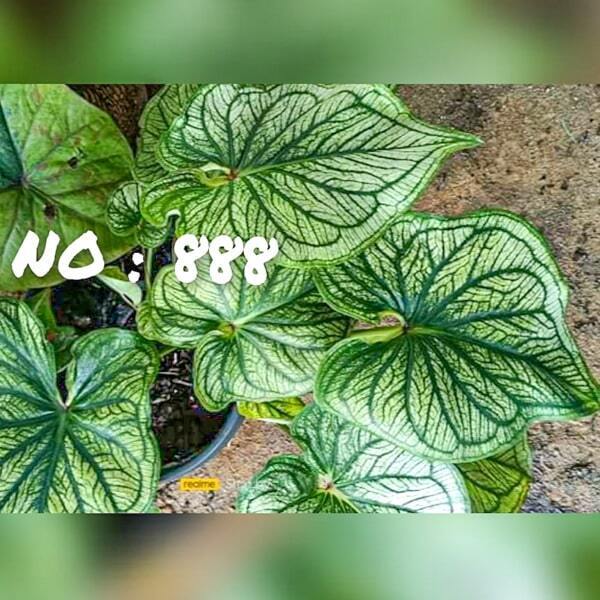 Caladium 888