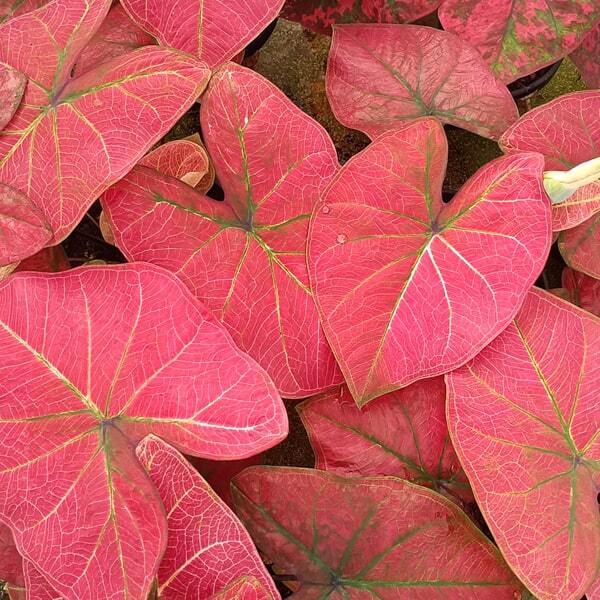 Caladium P00