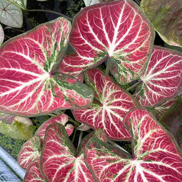 Caladium P02