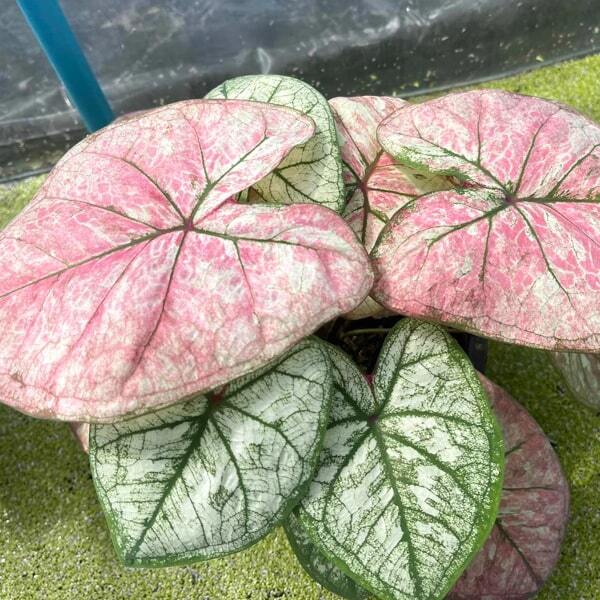 Caladium P03