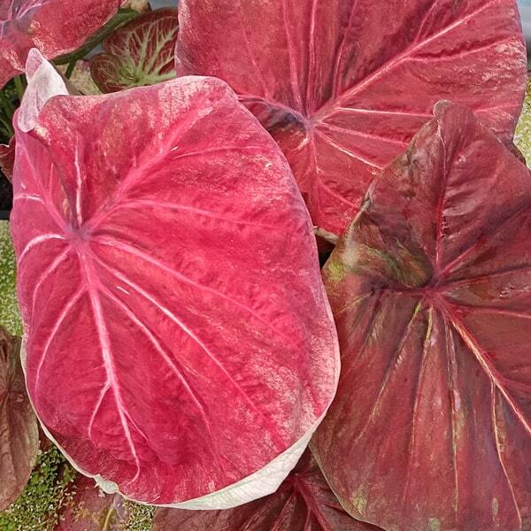 Caladium P04