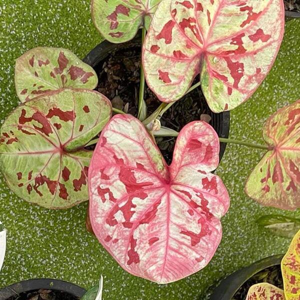 Caladium P05