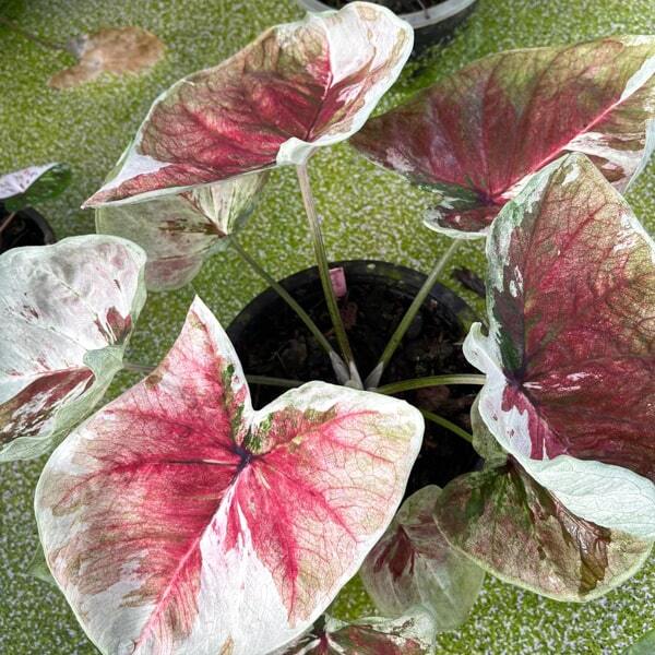 Caladium PJ01