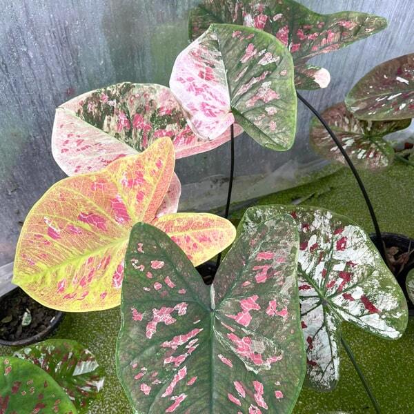 Caladium PJ02