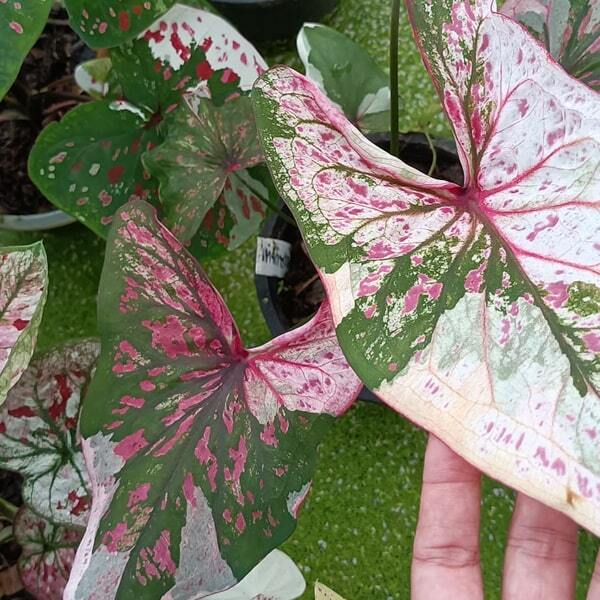 Caladium PJ08