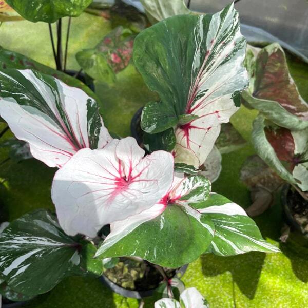 Caladium PJ10