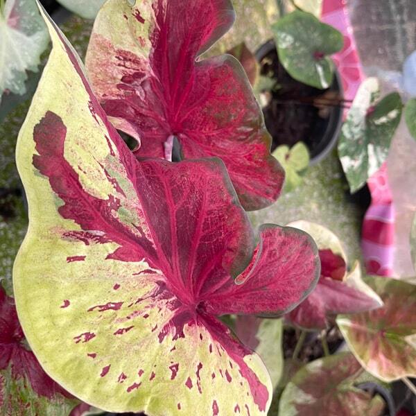Caladium PJ14