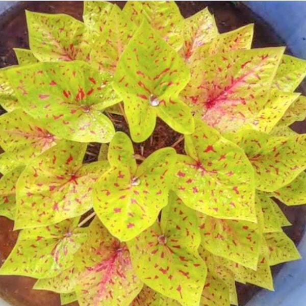Caladium 02