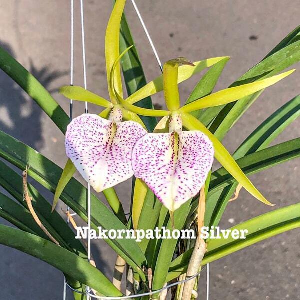 Brassocattleya orchid BC. NAKORNPATHOM SILVER