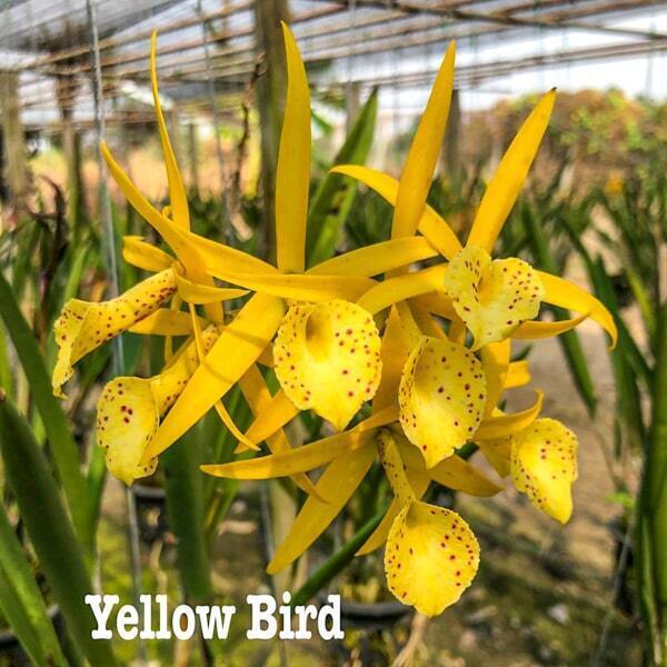 Brassolaeliocattleya orchid BL. YELLOW BIRD