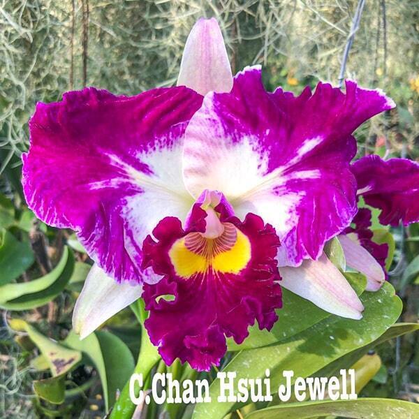 Cattleya orchid C. CHAN HSUI JEWEL