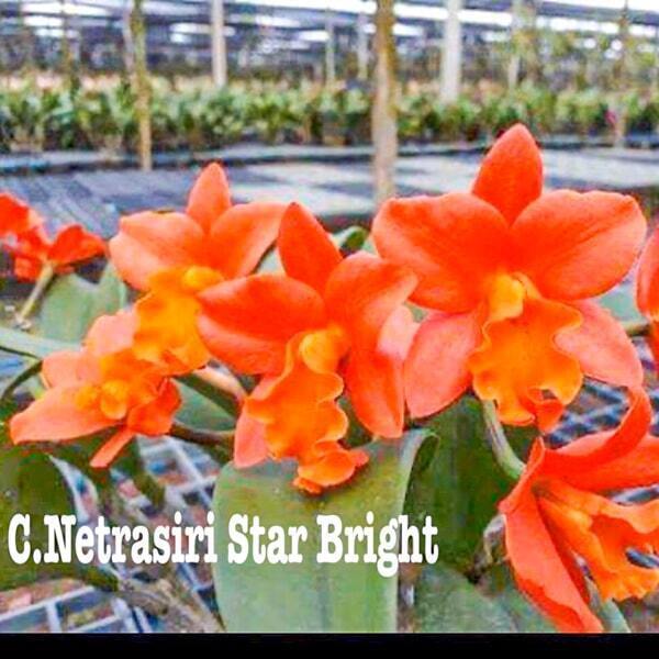 Cattleya orchid C. NETRASIRI STAR BRIGHT